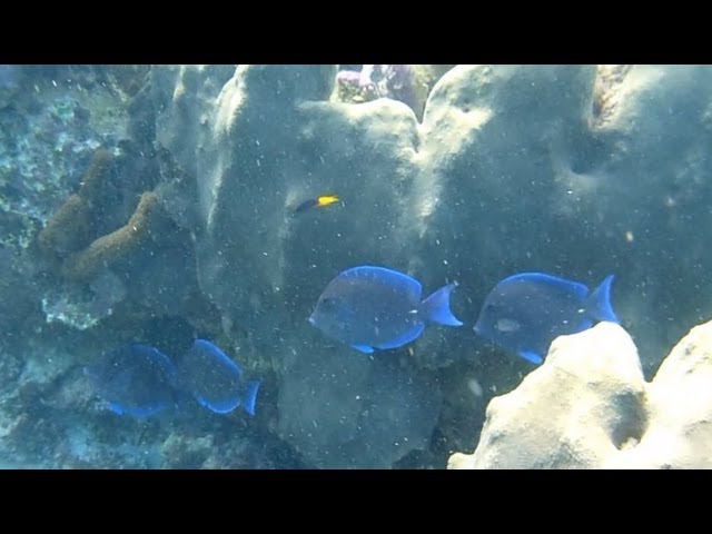 Snorkeling the Coral Reef in Puerto Morelos, Mexico