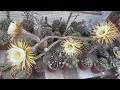 LIVE CACTUS CAM 🌵 The Greenhouse Observatory