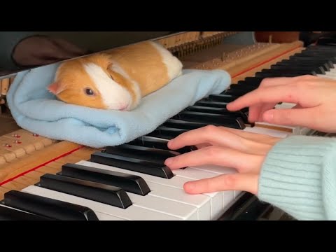 My guinea pig dindin loves my piano playing