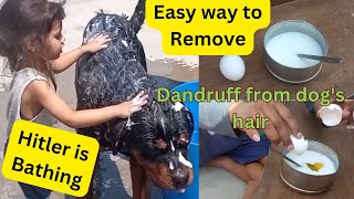 How to remove dandruff from dog hair |dog ke hair se dandruff kaise htaye |rottweiler dog Bathing