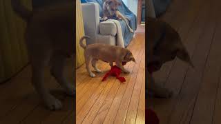 Video preview image #1 Beagle-Unknown Mix Puppy For Sale in Arlington, VA, USA