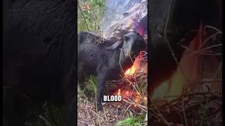 Why this goat burning itself  #shorts