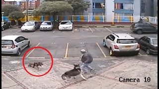 Top 5 personas que salvaron la vida de su perro captados en camara