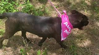 Video preview image #1 Plott Hound-Unknown Mix Puppy For Sale in Bandera, TX, USA
