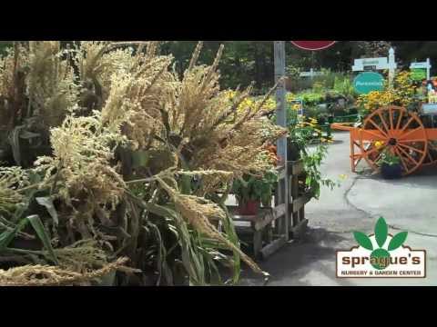 End of Season Sale at Sprague's Nursery!