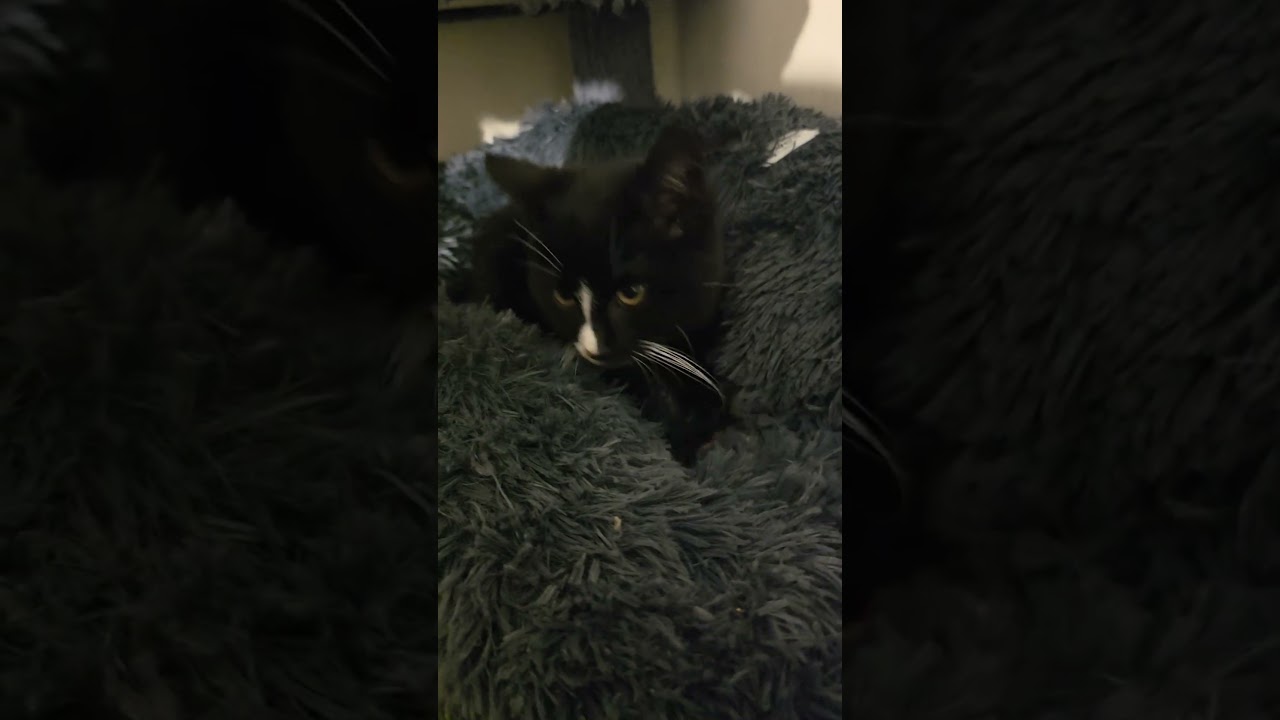 Enlarge Muncho, an adopted Tuxedo in Jamesville, NY video 4/5