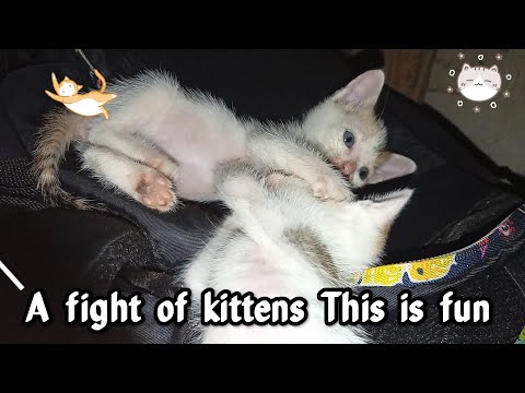 Cuts kittens fight! 🤣👍🤣👍🤣🤣