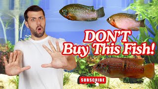 😨Why Jewel Cichlids Are a Nightmare for Beginners 😲(Don’t Make This Mistake!)