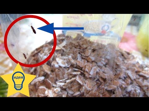 ✅ ЖУЧКИ В КРУПЕ?! Как избавиться от жучков в крупе / Полезные советы