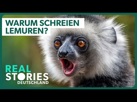 Faszination Erde: Tierwelt Madagaskar | Dokumentation