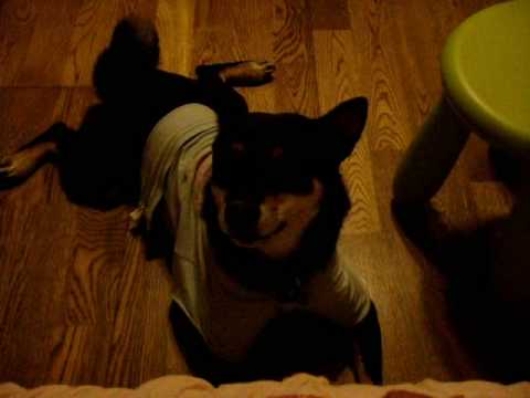 說哈囉~(原發表者:GUANJIA)(影片)