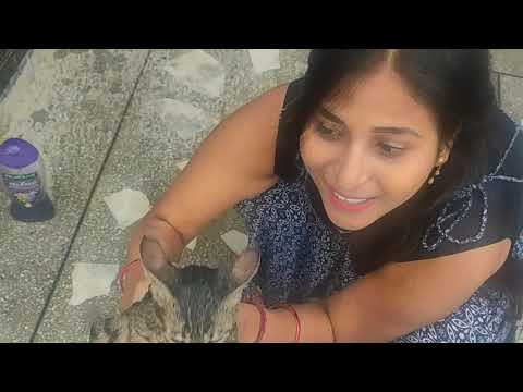 petting cat is a nightmare