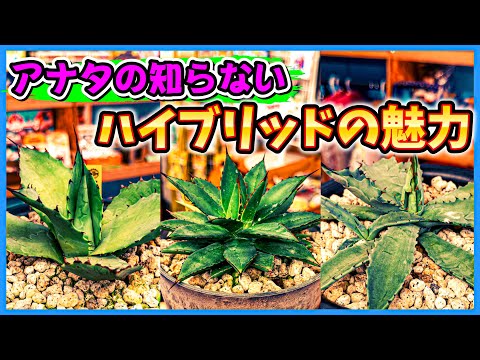 園芸 ハイブリッドヘレニア