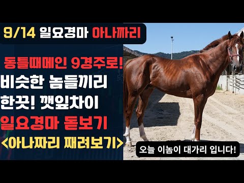 9/14 일요-윤택-경마 아나짜리 서로 한끗,종잇장,깻잎차이 밖에 안나는 하루