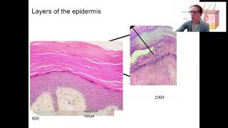 5 4 Epidermis layers