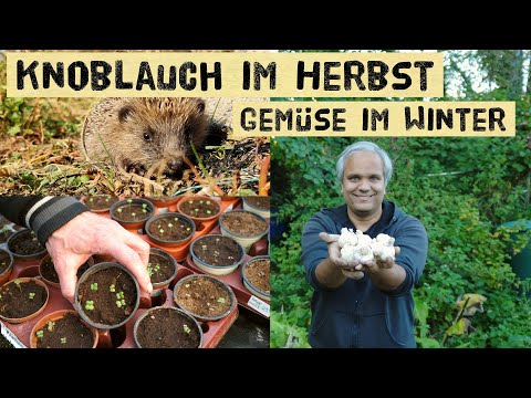 , title : 'Knoblauch im Herbst, Wintergemüse Düngen - Anleitung zum pflanzen von Knoblauch - Gartenrundgang'