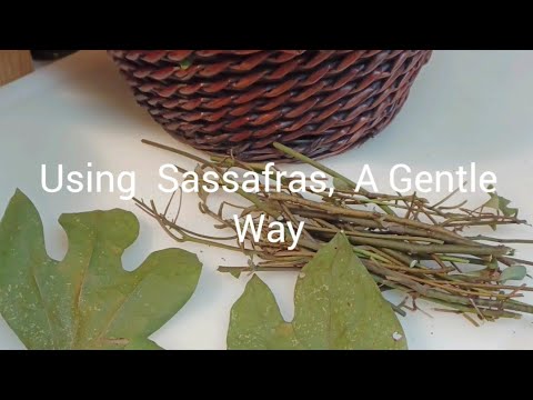 Using Sassafras A Gentle Way