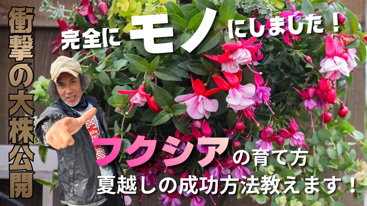 フクシア完全攻略⭐もう失敗しない！枯らさない！夏越し株から失敗しない方法を学ぼう♬
