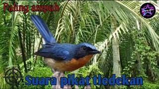 Download lagu Suara pikat tledekan paling ampuh || Bintang pikat. mp3