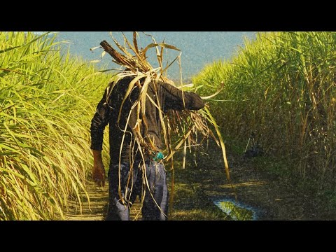 LO QUÉ ESTÁ EN EL INTERIOR DE LA CAÑA - Microdocumental (2025)