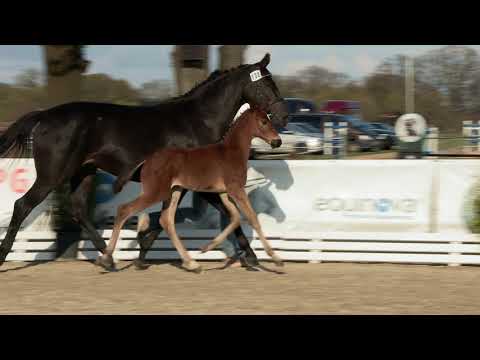 Arlinghaus, Chacfly-Contendros-Charon