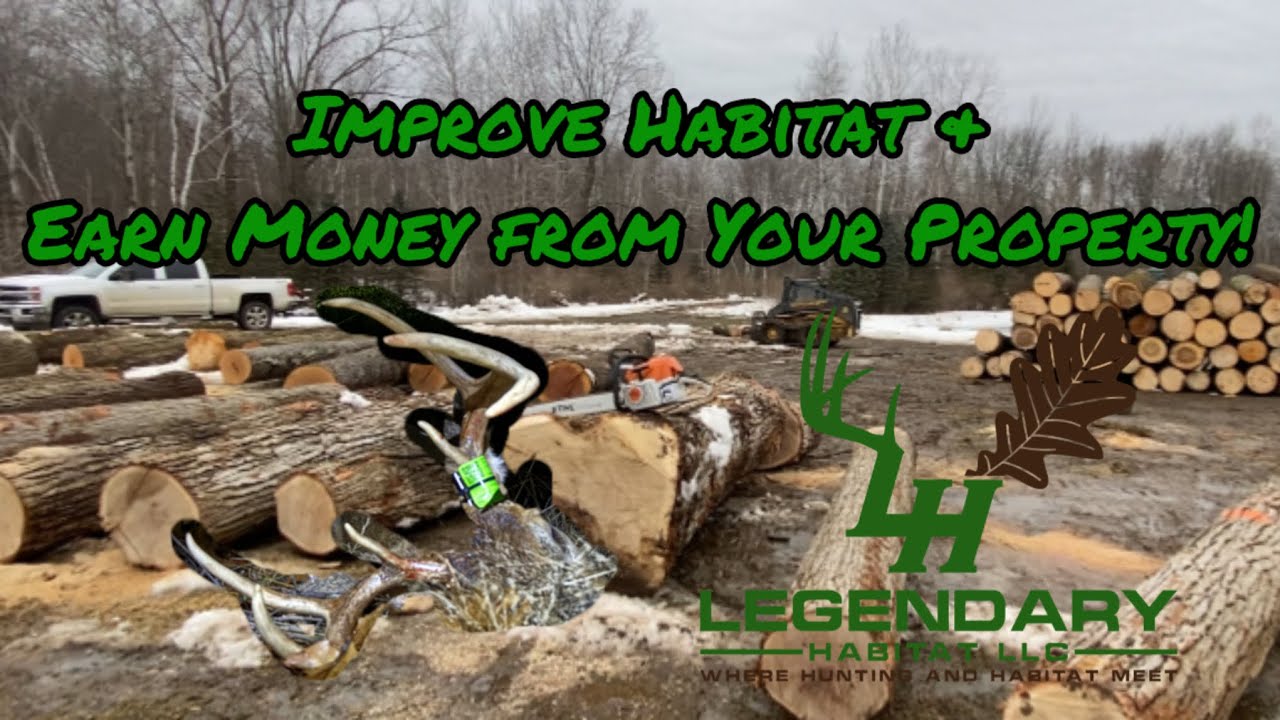 Logging For Whitetails (Layout, Forest Management, TSI Work)