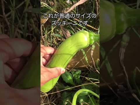 ズッキーニの種を播く前に浸したほうがよいでしょうか？  庭園