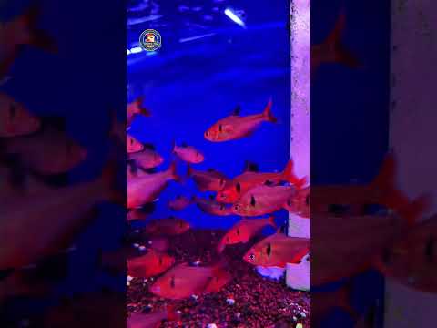 Video Thumb