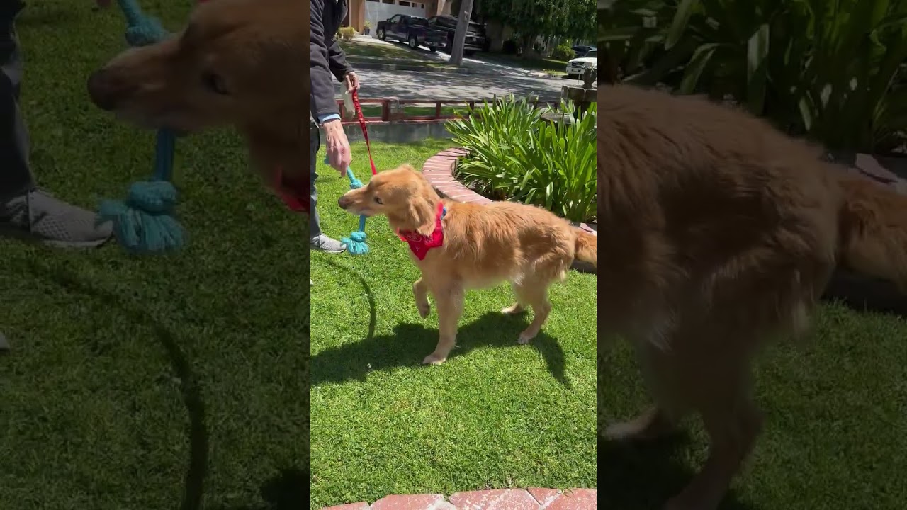 Enlarge Baylee, a ADOPTABLE Golden Retriever in Los Angeles, CA video 2/6