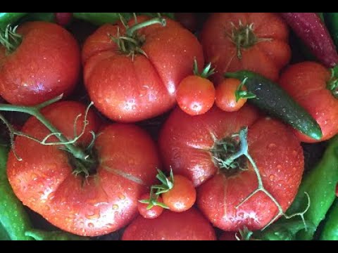 YouTube video about: When is the best time to plant tomatoes in california?