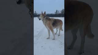 Video preview image #1 Mutt Puppy For Sale in Germantown, OH, USA