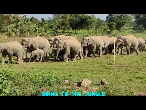 After eating in the village all night, they returned to the jungle