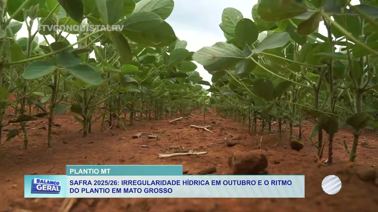 Safra 2025/26 avança em Mato Grosso mesmo com chuvas irregulares | Agronegócio em Foco