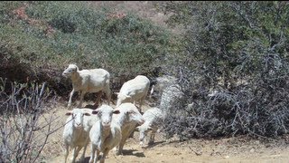 preview picture of video 'Chino Hills Sheep Grazing'