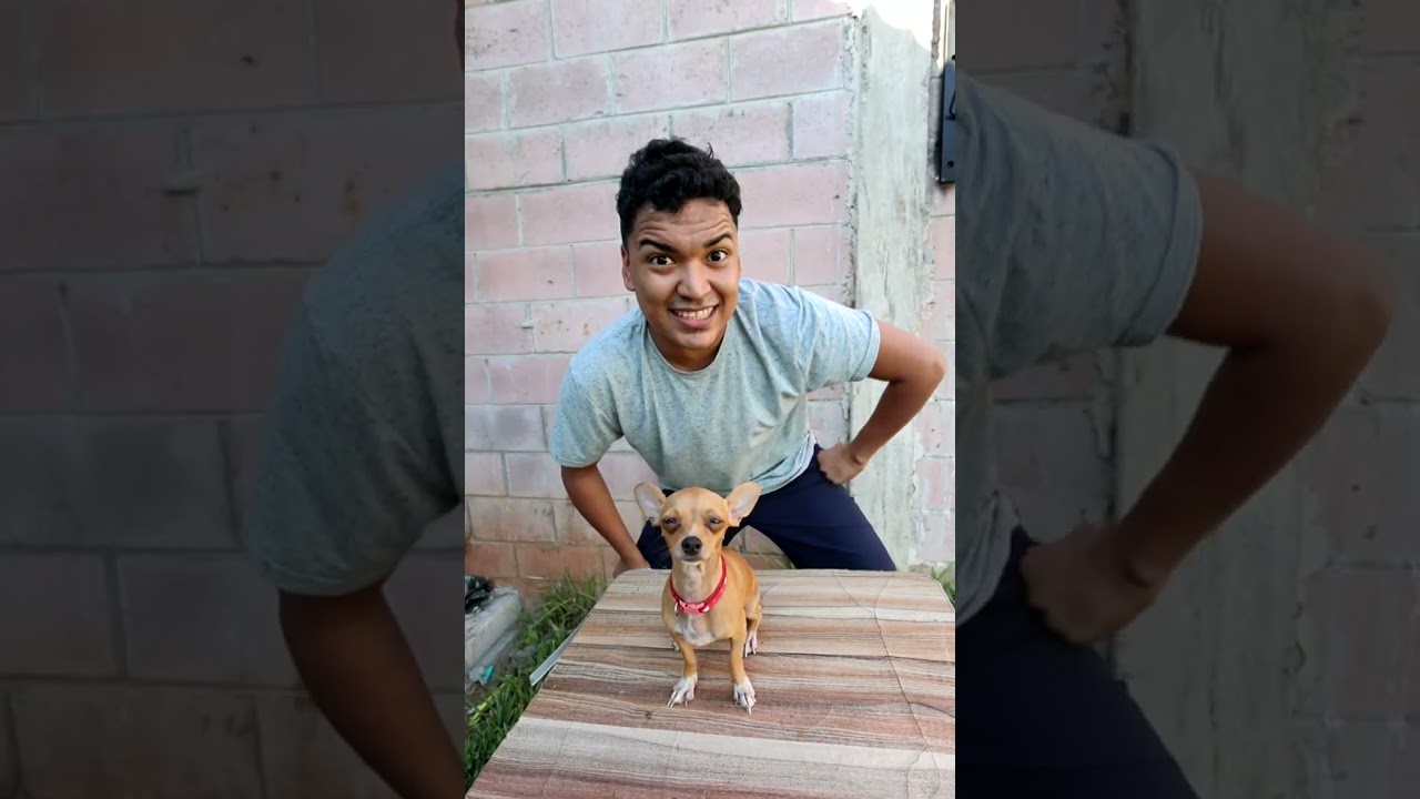 PERRITO QUE HABLA #shorts