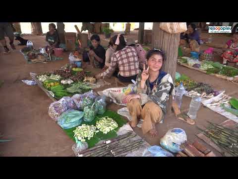 Kaffedyrkning, marked, stammefolk og meget mere med rejsogoplev i Laos