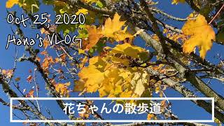 【Hana369】Sunday Walk 秋晴れの日曜日