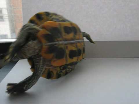 Tortuga en su espalda