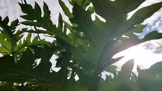 Download lagu MENTAHAN VIDEO AESTHETIC 30 DETIK | CINEMATIC ALAM mp3