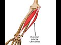 Two Minutes Of Anatomy Flexor Carpi Ulnaris