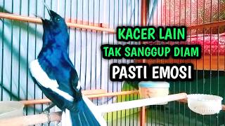 Download lagu KACER LAIN TAK SANGGUP DIAM PASTI EMOSI DENGAR INI !! PANCINGAN KACER GACOR PASTI NYAUT AMPUH. mp3