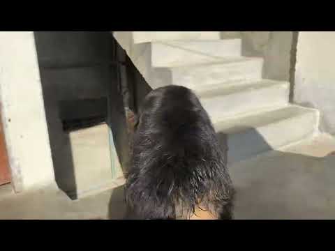 I sale my German shepherd dog |