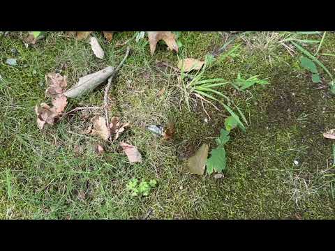 Cicada Killer Wasp Bringing Back Dinner in Kendall Park, NJ