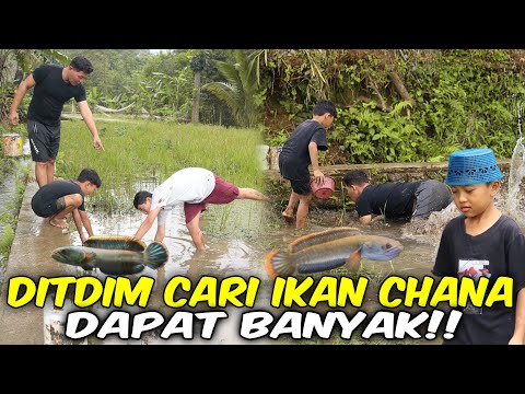 DITDIM CARI IKAN CHANA DI SAWAH