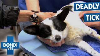 Emergency Call! Bondi Vet Season 4 Marathon! | Episodes 4 to 6