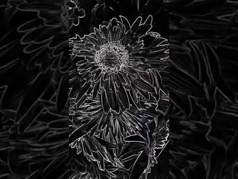 Flowers🌹🥀🏵💮🌼🌷🌿🌿