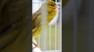 Download lagu Mr Six Short no2 - Canary Training Song mp3 Download lagu Mr Six Short no2 - Canary Training Song mp3