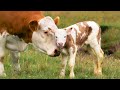 Best Of Animal Moms Love Their Babies Mothers Day Love Nature