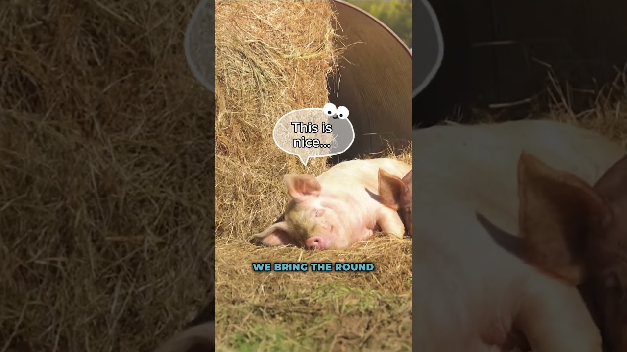 Cozy pigs are healthy pigs!