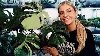 My gorgeous Monstera Collection!
